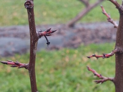Zimska rezidba voća Zimska rezidba voća