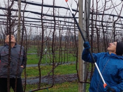 Zimska rezidba voća Zimska rezidba voća