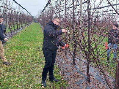 Zimska rezidba voća Zimska rezidba voća