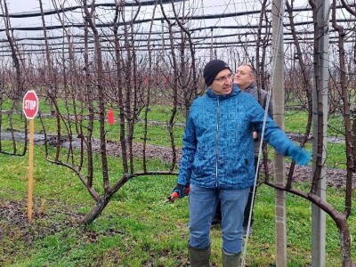 Zimska rezidba voća Zimska rezidba voća