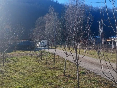 Zimska rezidba voća