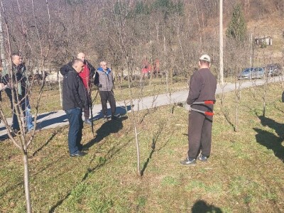 Zimska rezidba voća Zimska rezidba voća