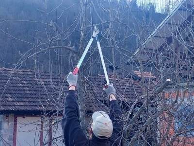 Zimska rezidba voća