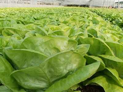 Zimska salata (puterica u dolini Neretve)