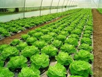 Zimska salata u obiteljskom plasteniku u dolini Neretve