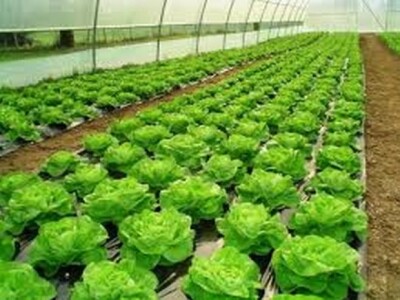 Zimska salata u obiteljskom plasteniku u dolini Neretve