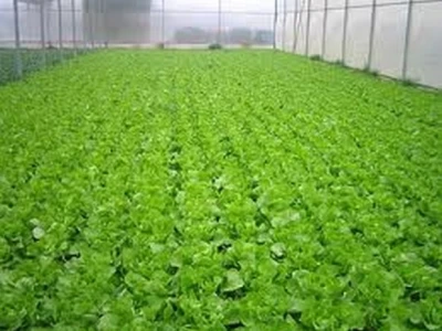 Zimska salata u jednom od obiteljskih plastenika