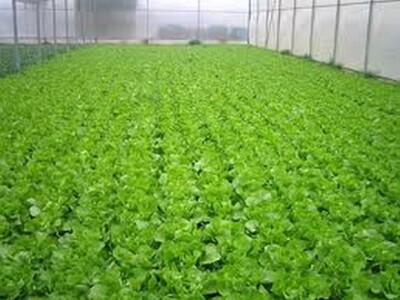 Zimska salata u jednom od obiteljskih plastenika