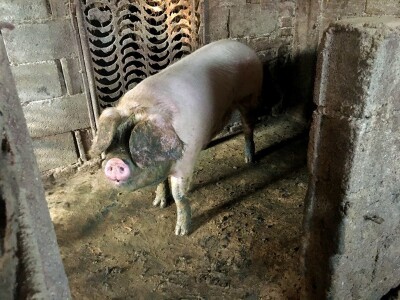 Zimski dan na selu Zimski dan na selu