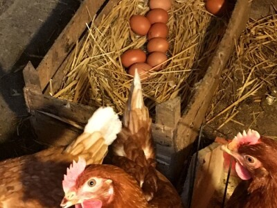 Zimski dan na selu Zimski dan na selu