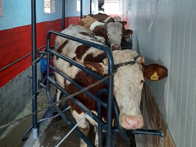 Zineta je vlasnica farme krava: "Grad? Ne hvala! Moja sloboda na selu nema cijenu!"