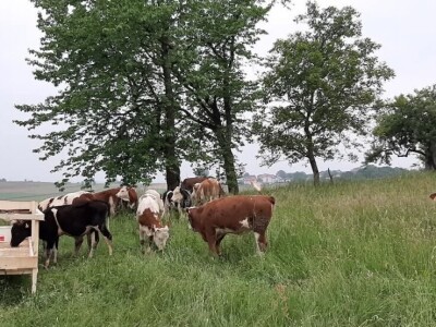 Zineta je vlasnica farme krava: "Grad? Ne hvala! Moja sloboda na selu nema cijenu!"