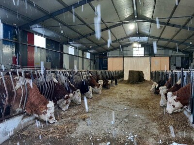 Zineta je vlasnica farme krava: "Grad? Ne hvala! Moja sloboda na selu nema cijenu!"