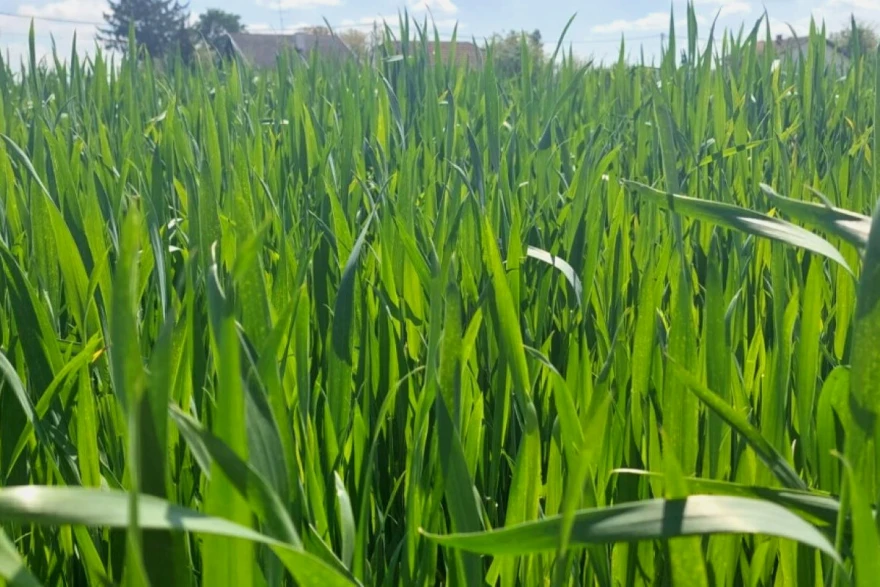 agrochem