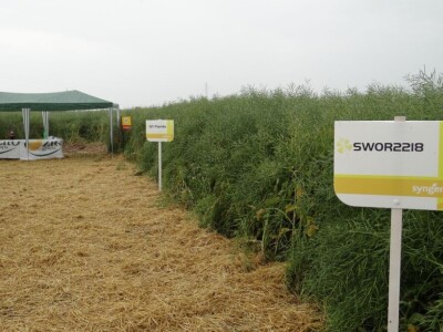 Žito grupa: Tvornica ulja Čepin, Dan polja uljane repice