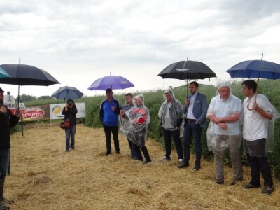 Žito grupa: Tvornica ulja Čepin, Dan polja uljane repice