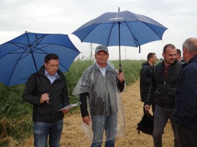 Žito grupa: Tvornica ulja Čepin, Dan polja uljane repice