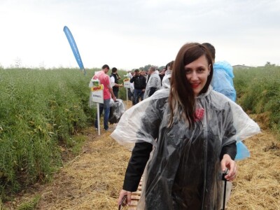 Žito grupa: Tvornica ulja Čepin, Dan polja uljane repice