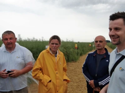 Žito grupa: Tvornica ulja Čepin, Dan polja uljane repice