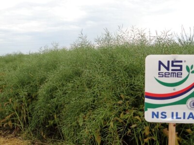 Žito grupa: Tvornica ulja Čepin, Dan polja uljane repice