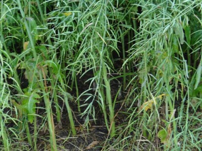 Žito grupa: Tvornica ulja Čepin, Dan polja uljane repice