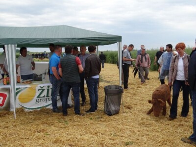 Žito grupa: Tvornica ulja Čepin, Dan polja uljane repice