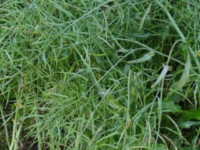 Žito grupa: Tvornica ulja Čepin, Dan polja uljane repice