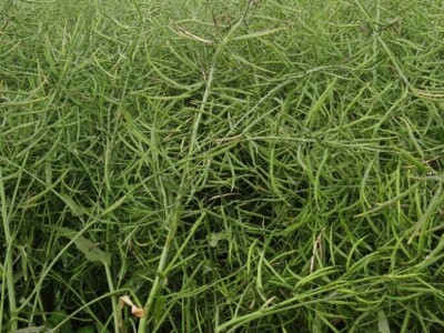 Žito grupa: Tvornica ulja Čepin, Dan polja uljane repice