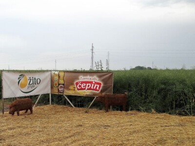 Žito grupa: Tvornica ulja Čepin, Dan polja uljane repice