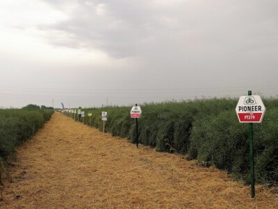 Žito grupa: Tvornica ulja Čepin, Dan polja uljane repice