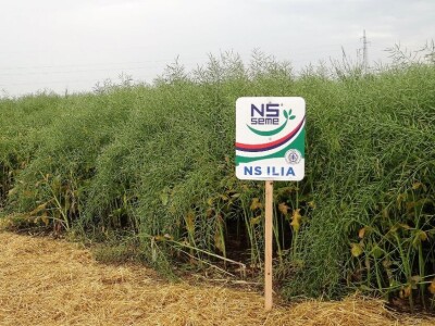 Žito grupa: Tvornica ulja Čepin, Dan polja uljane repice