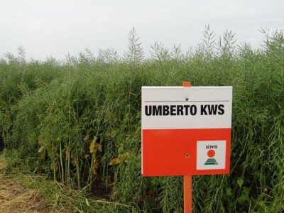 Žito grupa: Tvornica ulja Čepin, Dan polja uljane repice