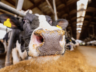 Žito grupa - ventilacijski sustavi na farmama