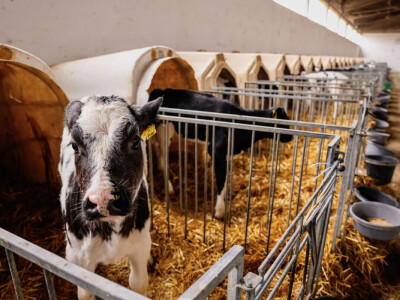 Žito grupa - ventilacijski sustavi na farmama
