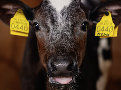 Žito grupa - ventilacijski sustavi na farmama