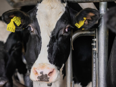Žito grupa - ventilacijski sustavi na farmama