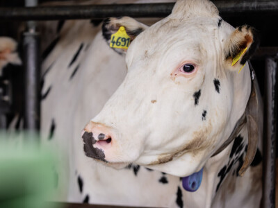 Žito grupa - ventilacijski sustavi na farmama