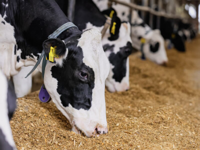 Žito grupa - ventilacijski sustavi na farmama