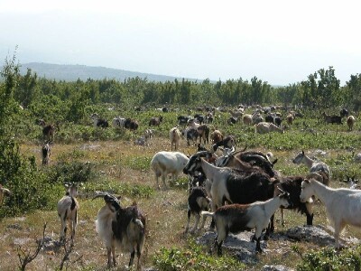 Živaljeve koze na ispaši Kamešnice
