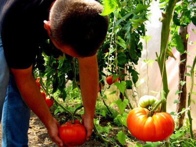 Plodovi teže od 800 grama do 1.6 kilograma
