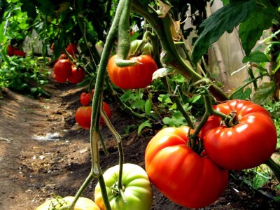 Prinos po struku 10 kilograma