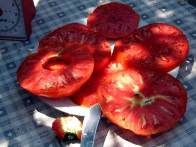 U prečniku imaju od 10 do 15 centimetara