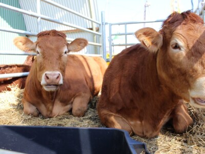 Životinje na bjelovarskom sajmu