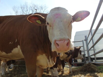 Životinje na bjelovarskom sajmu