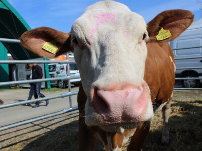 Životinje na bjelovarskom sajmu