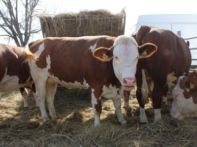 Životinje na bjelovarskom sajmu