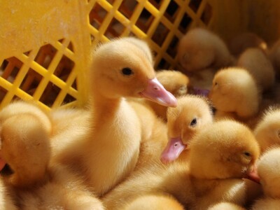 Životinje na bjelovarskom sajmu