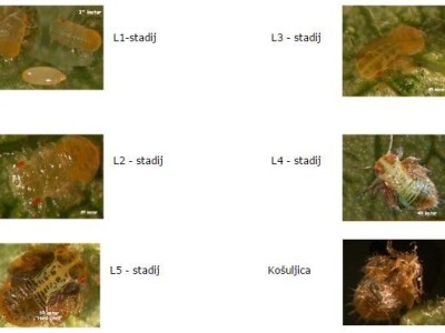 Kruškina buha i kako protiv nje?