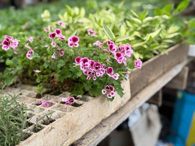 Zlaktino cvjetno carstvo