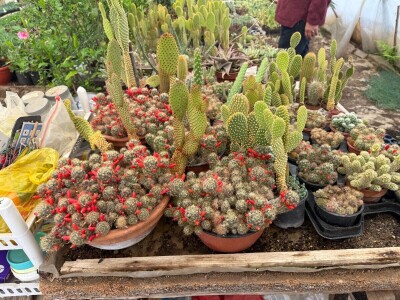 Zlaktino cvjetno carstvo